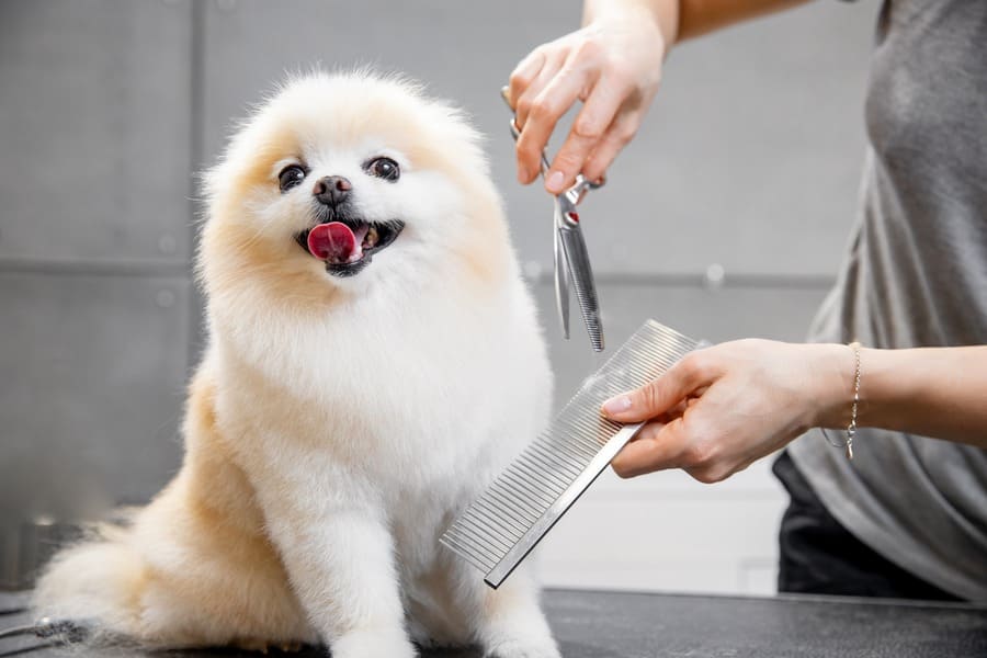 Peluquería canina