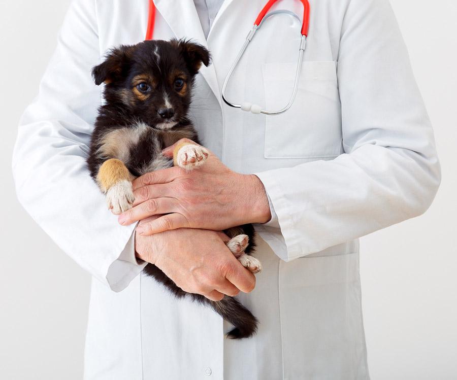 Cachorro en manos de veterinario